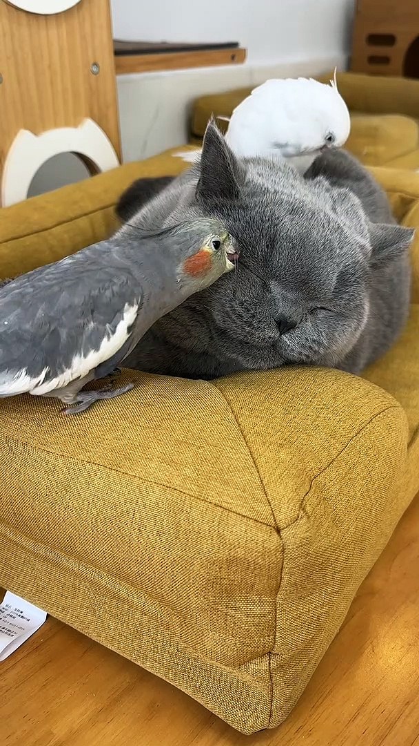 ⁣Parrots Are Playing With Cat | Animals Funny Moments | Cute Pets |Funny Animals #animals #pets #cats