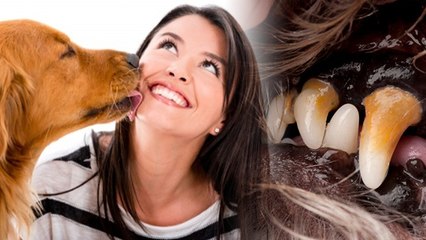 Pet Dog Cat Kiss करने से खतरनाक Bacteria का Human Body पर Effect होगी ये Disease । Boldsky
