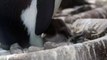 Endangered penguin chick born at Edinburgh Zoo