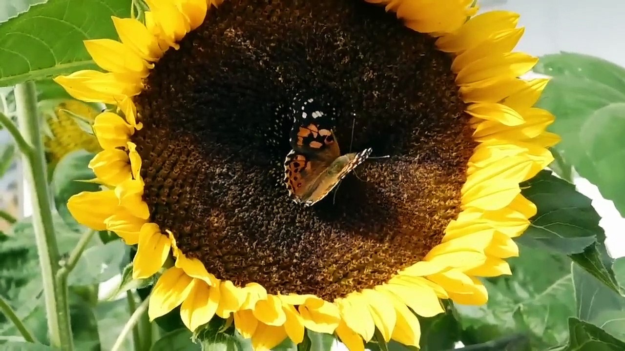 Beautiful voice of different animal Pets, sheep, goats, cats, butterfly, Parrot dogs...