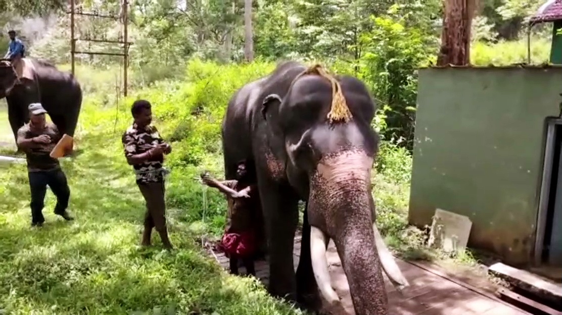முதுமலையில் வளர்ப்பு யானைகளுக்கு எடை மற்றும் உயரம் கணக்கெடுப்பு