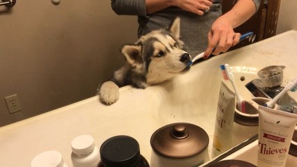 Adorable Dog Loves Having Teeth Brushed | Wild-ish TV