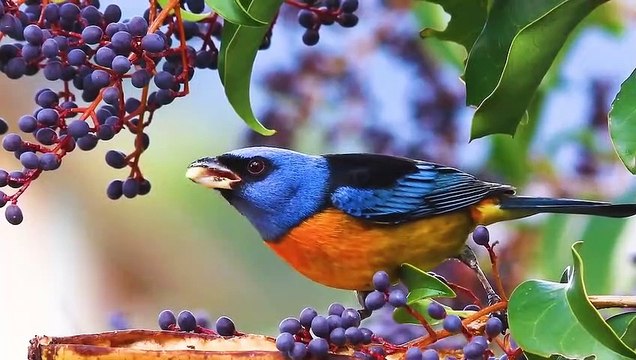 Relaxing music with birdsong reduces stress anxiety •