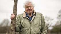 Sir David Attenborough reveals the one thing he regrets in life