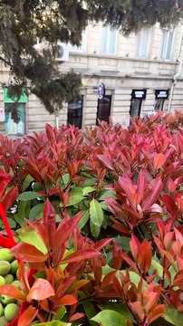 Raw Apricots | Mouth Watering Apricots