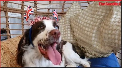 Layton's luxury dog spa celebrates Coronation weekend