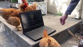 Chicken opens CS_GO y windows se peta