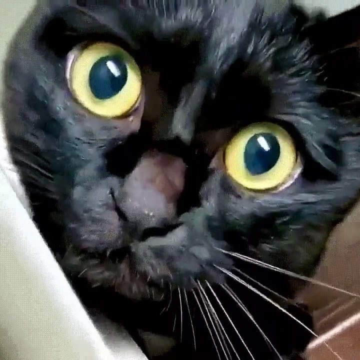 Gato que se acerca