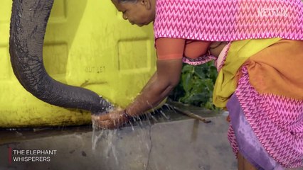 Bellie, Bomman And Their Son Raghu   The Elephant Whisperers   Oscar-Winning Documentary