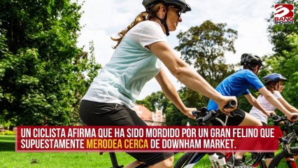 Puma es visto suelto por las calles de Norfolk