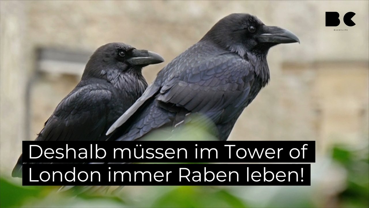 Deshalb müssen im tower of london immer raben leben!