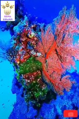 relaxing with quran(720P_HD)