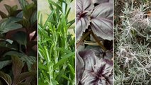Roland Motte, jardinier : plantez vos aromatiques