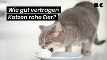 Wie gut vertragen Katzen rohe Eier?