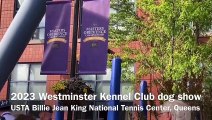 2023 Westminster Kennel Club dog show Masters Obedience Championship