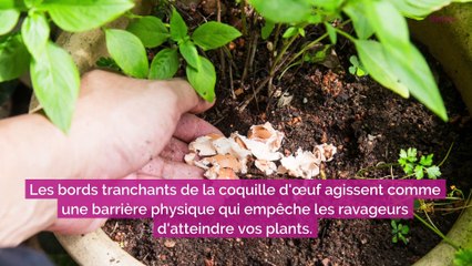 5 astuces naturelles pour éloigner les escargots et les limaces de votre potager