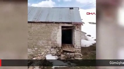 Gümüşhane'de Ayılar Yayla Evlerine Zarar Verdi