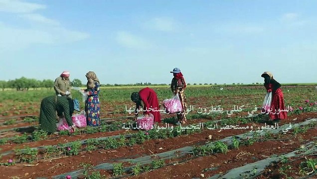 قطف الورود مهنة تجلب السعادة لسكان إدلب