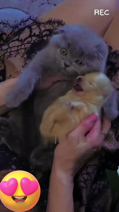 Cat adopting dogCutre dog&cat #shorts #funny #cute #cutecat #cutedog #youtubeshorts #cat