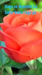 %23Naat_-_Aaqa_se_Aqeedat_ka_Safar%23Youtube%23Shorts%23Shorts_with_lyrics%23_YouTube_Shorts_with_lyrics%23(360p)