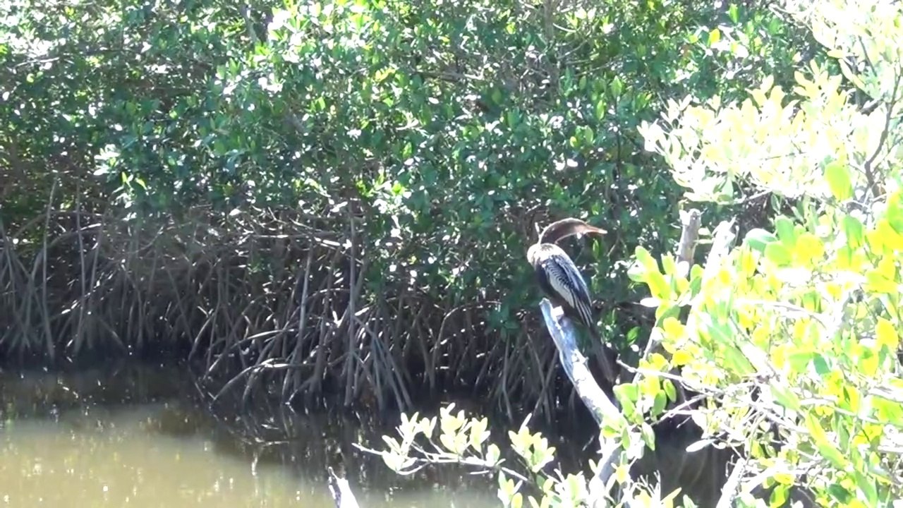 Infinit Beats | Peaceful Meaning (Official Music Video)