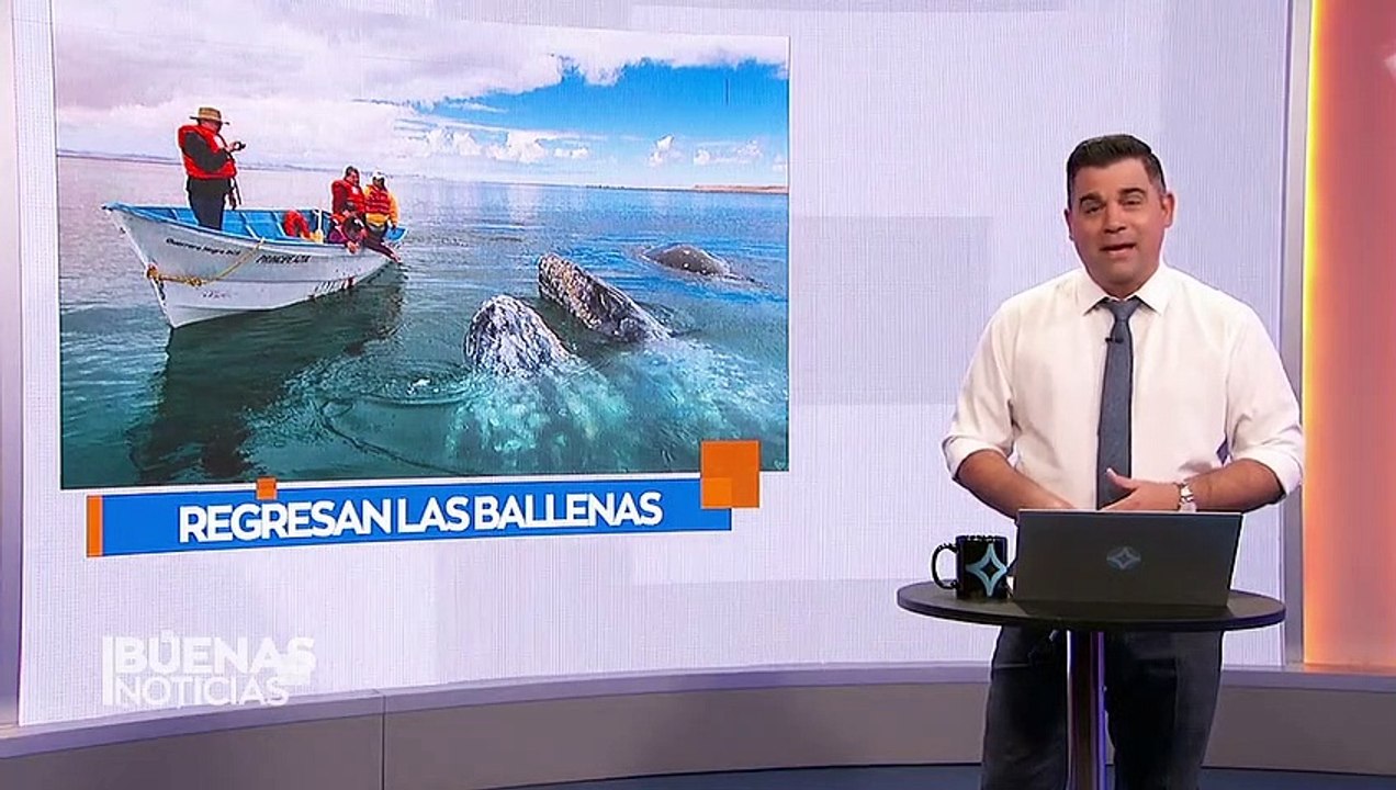 Ballena gris llega a aguas mexicanas