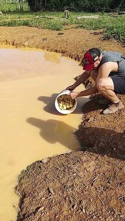 Ducklings Swim For The First Time