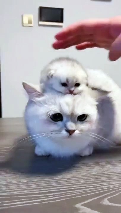 Cute cat