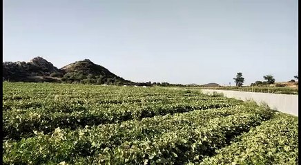 160 बीघा चारागाह और बांध की भूमि पर दबंगों ने बनाए खेत, उगा रहे सब्जी और तरबूज