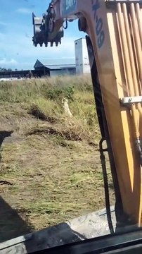 Il détruit un nid de frelons à la pelleteuse... impressionnant