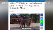 wild elephants crossed the highway after a 2.5 meter high concrete fence