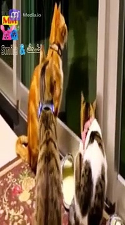 أنواع مختلفة من القطط ، الأليفة ،  التي ستذيب قلبك الاسترخاء والهدوء مع مواء القطط