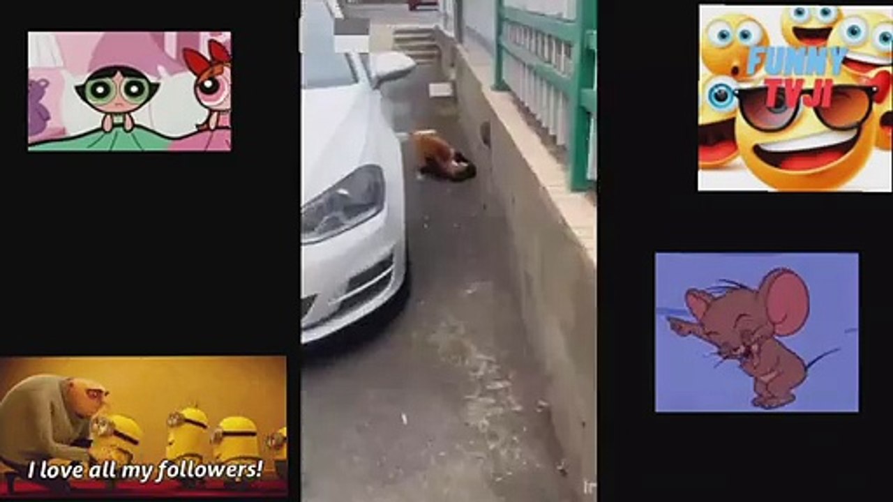 funny animals moments 8