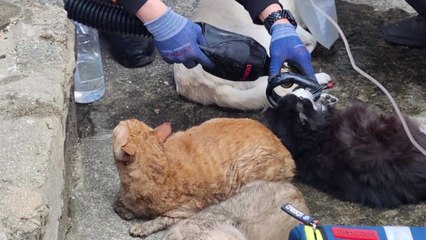 부산 광안동 아파트 화재로 애완동물 14마리 안타까운 폐사 🐾