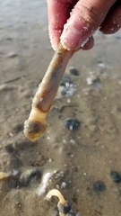 Pulling Mysterious Creatures Out Of The Sand