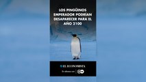 Los pingüinos emperador podrían desaparecer para el año 2100