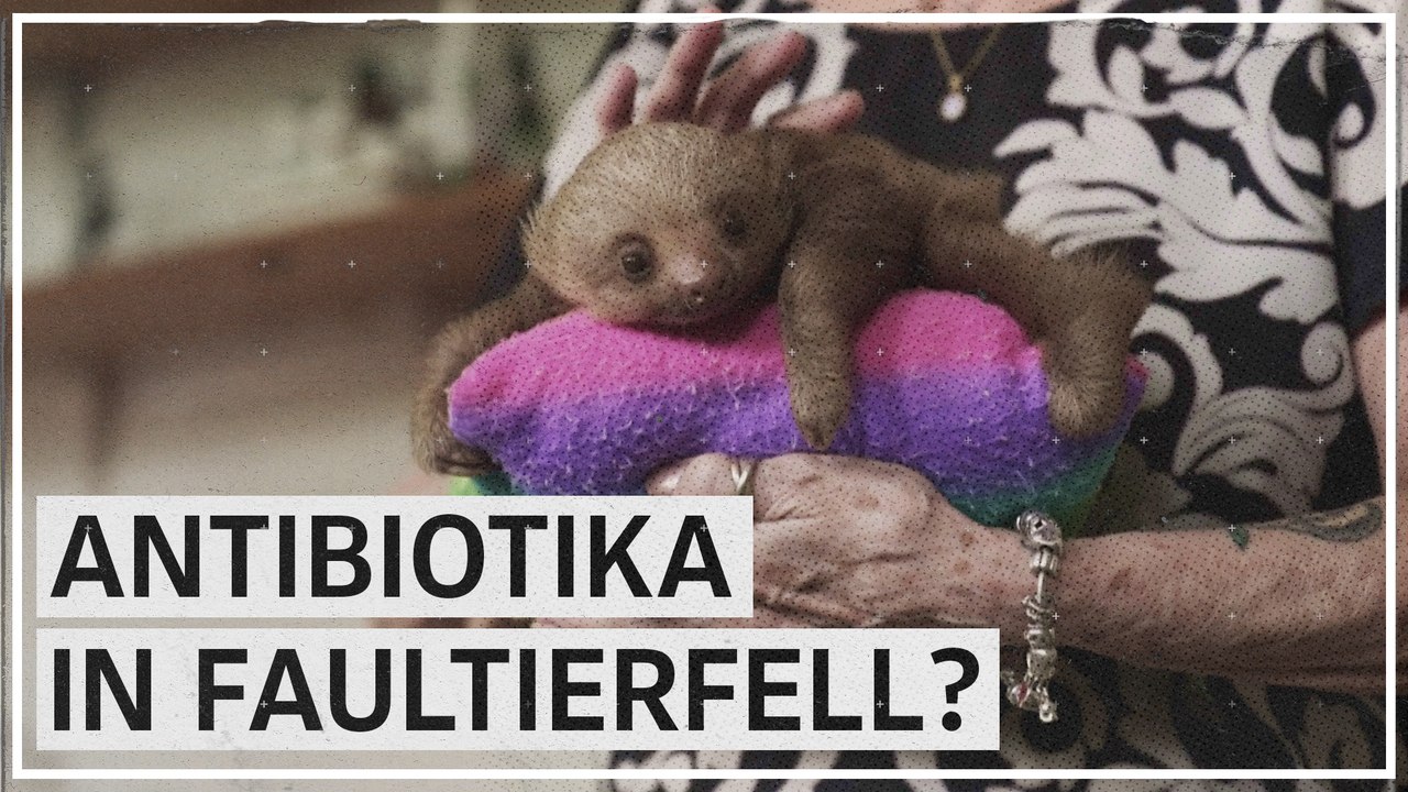 Antibiotika aus Faultierfell