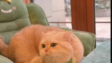cat chef