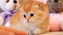 British shorthair Tiny Kittens 18 days old _ ASMR _ SO Little Too CUTE