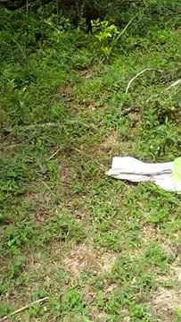 Naja albina é solta na natureza depois de assustar moradores em vila da Índia