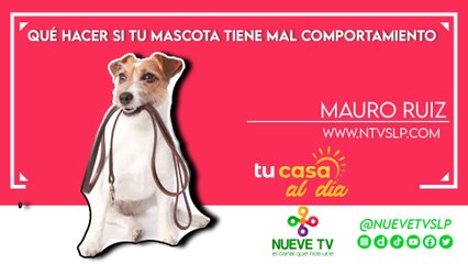 Qué hacer si tu mascota tiene mal comportamiento