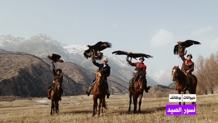 حيوانات بوظائف: نسور الصيد