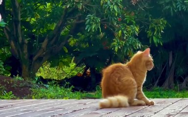 Laissez Mimbutt envelopper sa queue