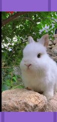 Rabbit lovely video #shourt #rabbits #lovely #funny