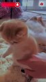 8 minute cute animals |  #funny #cats #fun #jokes #cats #cat #viral #youtubeshort #daily #dailymotion #video #funny #funny animals #funny video #funny videos