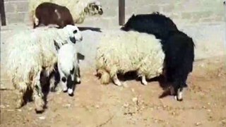 #VIDEO_SONG - पुजवा बेचे ककरी मुस्कानवा चरावे बकरी