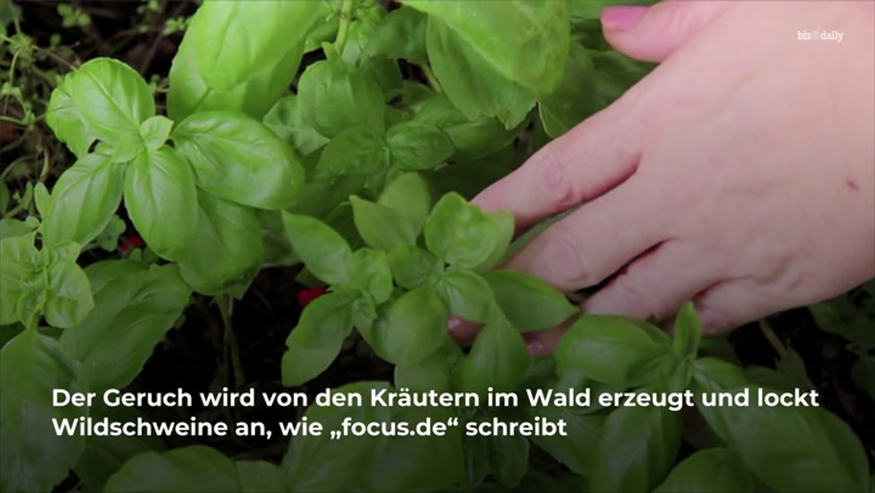 Gefahr bei Maggi-Geruch im Wald: Darum sollten Sie umkehren