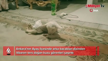 Ankara’da bacakları ters doğan kuzu görenleri şaşırttı