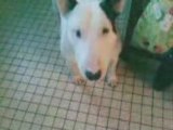 Baxter bull terrier lomme