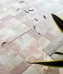 Vídeo: Terreiro é alvo  de intolerância religiosa